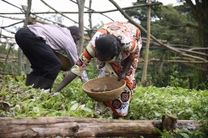 Farmer Field Schools Help Women Lead on Climate Change