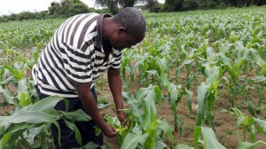 Zambia’s Armyworm Outbreak: Is Climate Change to Blame?
