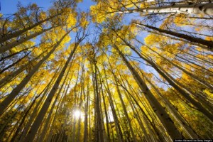 The vital link between forests and energy