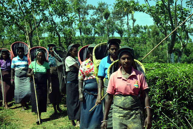 Sri Lanka’s Small Tea Farmers Turn Sustainable Land Managers