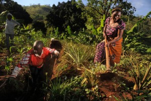Climate-Smart Agriculture – From Tanzania to Vietnam