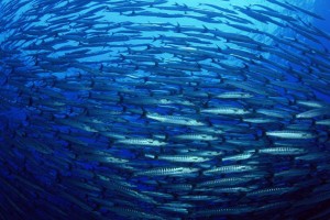 G77 Calls for Access & Benefit-Sharing of Marine Genetic Resources