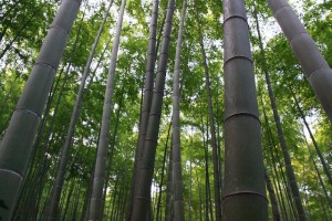Bamboo Gaining Traction in Caribbean as Climate Savior