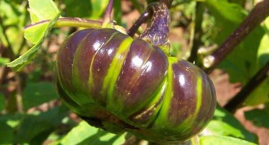Who Are the Best ‘Eaters’ and How to Use Eggplants as a Toothbrush