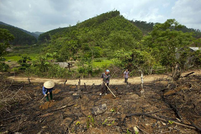 Agony of Mother Earth (II) World’s Forests Depleted for Fuel
