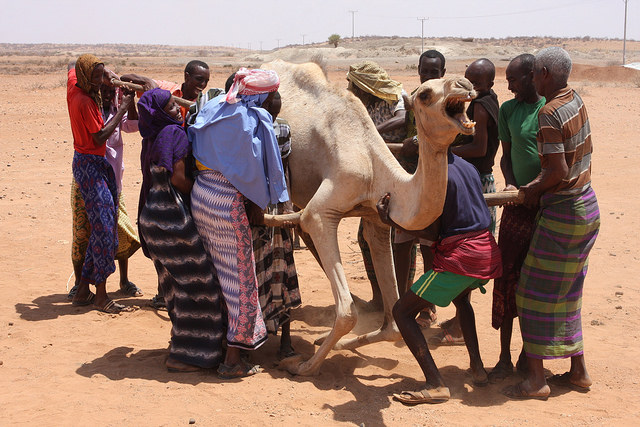 Falling Between the Sun-Scorched Gaps: Drought Highlights Ethiopia’s IDP Dilemma