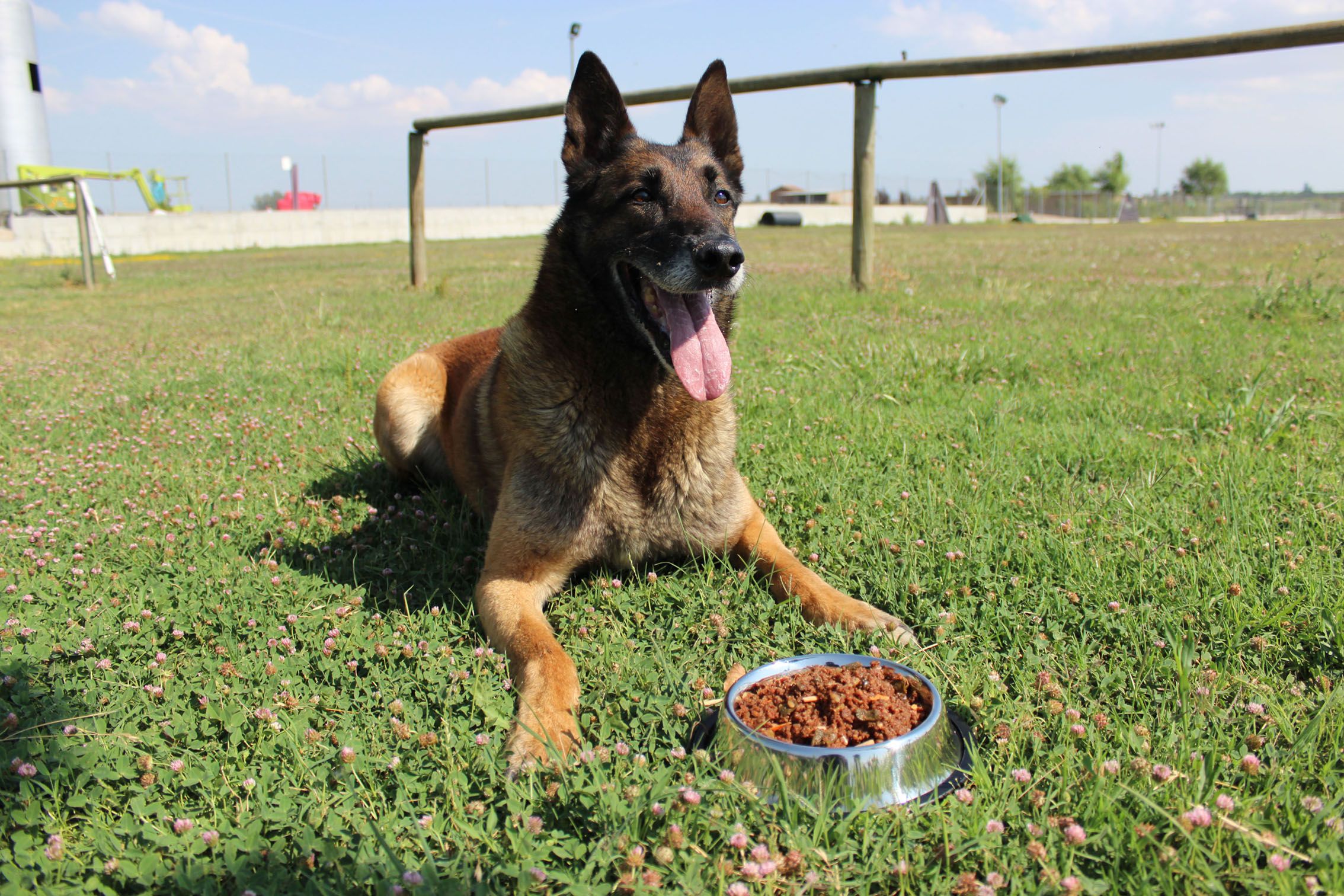 Knatur, el nuevo alimento para perros sano y natural,  sin harinas ni aditivos