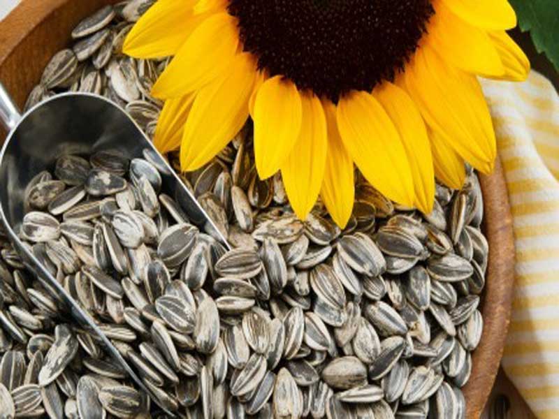 Sunflower Seeds Market: Global Industry Analysis, Size, Share, Growth ...