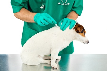 Global Animal Healthcare Market Industry Analysis, Trends and Forecast to 2024