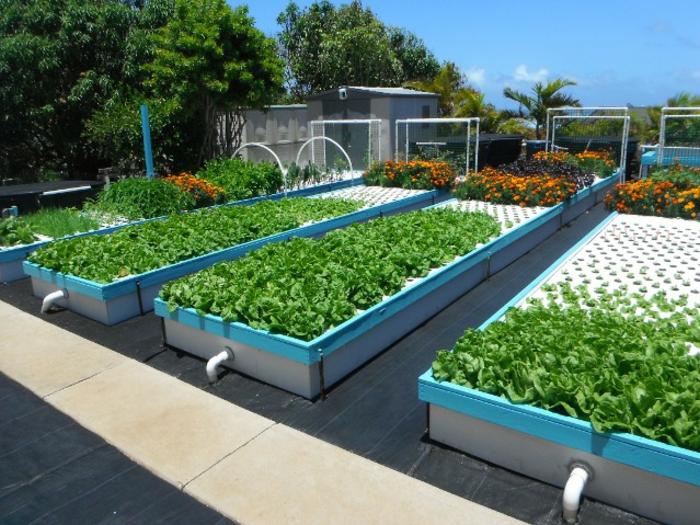 Global Aquaponics Market- Industry Growth and Forecast Research Report Till 2023