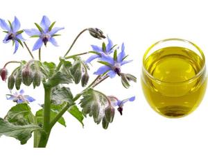 Borage Oil Market Share, Trend, Segmentation, Vendor Landscape-Industry Report (by Product Type, by End-User, by Application) Forecast to 2023