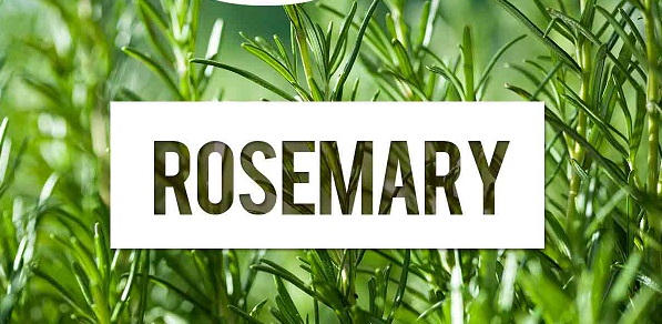 2018 Global Rosemary Market Analysis and Industry Forecast 2023