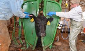 Cattle Health Market 2018 Global Industry Analysis, Size, Share, Growth, Emerging Trend and Forecast To 2022