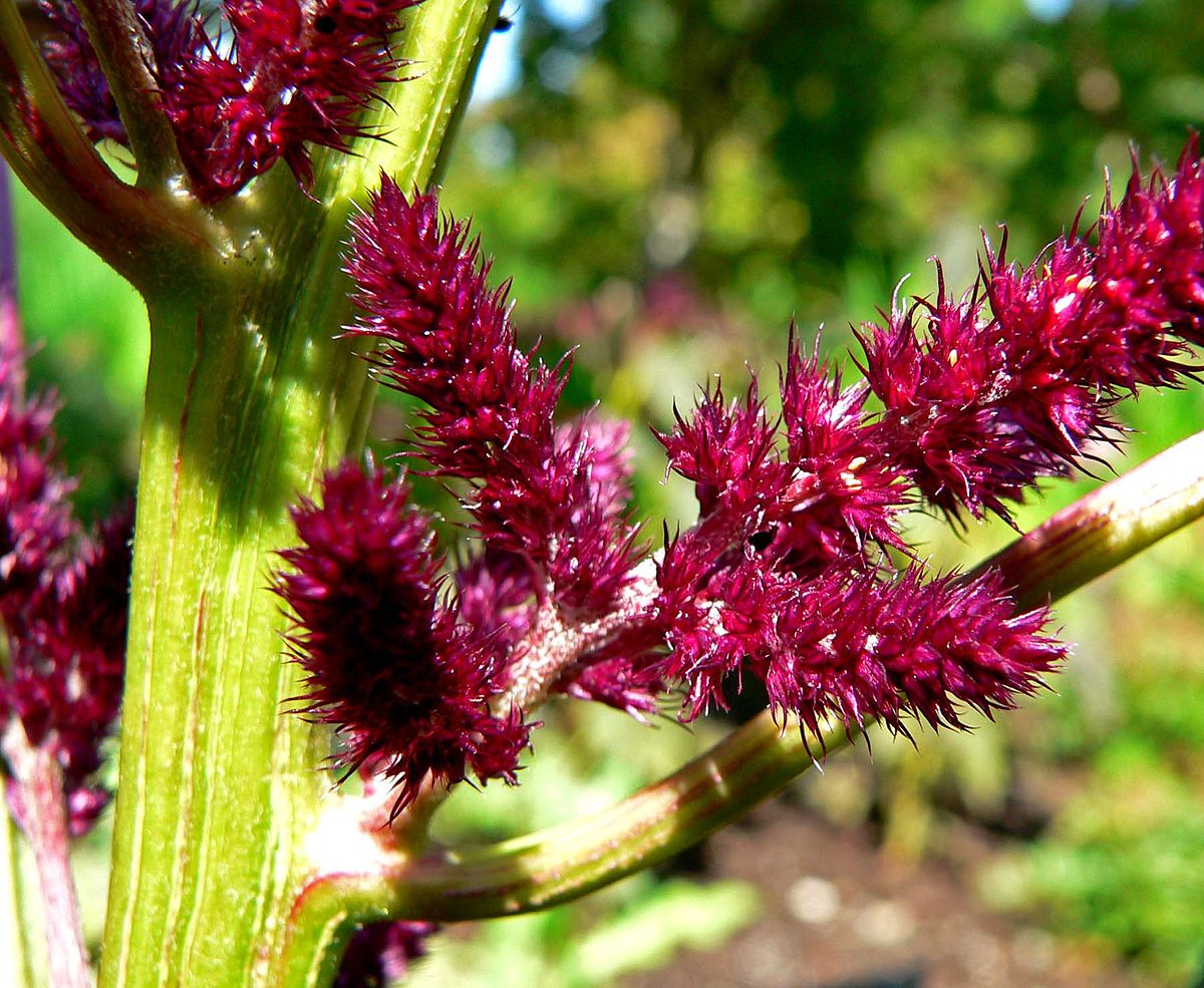 Amaranth Oil Market Global Industry Analysis, Outlook, Overview, and 2025 Forecast