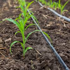 Drip Irrigation Systems Market 2018-2025 Global Growth, Application, Top Players, Share, Spending