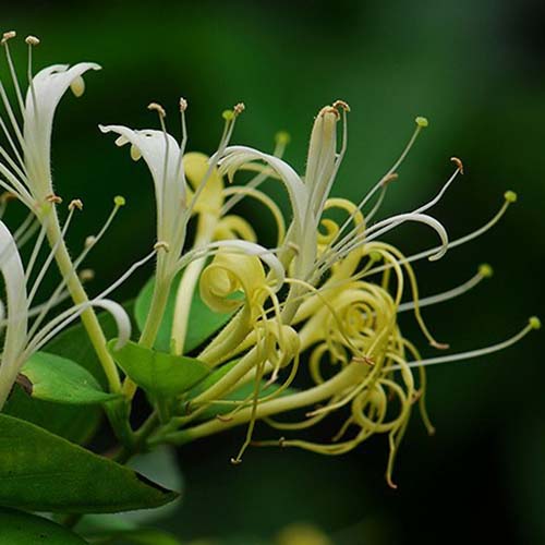 Honeysuckle Flower Extract Market 2018 Global Industry Size, Share, Trend, Growth and Forecast to 2025