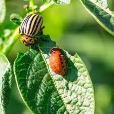 Bioinsecticides Market 2018 Size, Demand, Growth Analysis, Share, Revenue and Forecast 2025