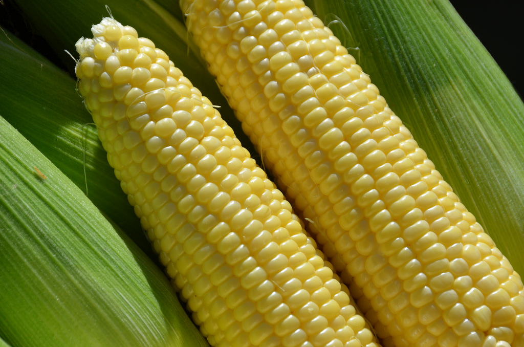 Organic Corn Market Report by Manufacturers, Status, Applications and Type Forecast Up to 2022