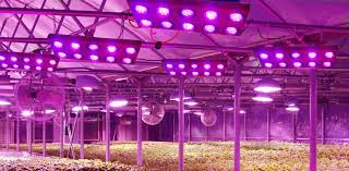 Horticulture LED Lighting Market To, 2025 Trends, Growth and Key Players: Cree, Inc., Fluence Bioengineering, Inc., Heliospectra AB, Hubbell Lighting Inc., Illumitex, Kessil Lighting, Lemnis Oreon B.V., LumiGrow