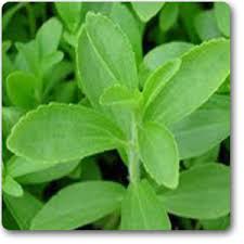 Stevia Rebaudiana Market 2019 Size, Share, Growth, Trend, Industry Analysis and 2025 Forecast