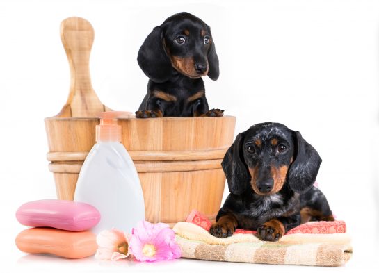 2019 Pet Care Products Market Analysis by Region and Future Trends till 2025