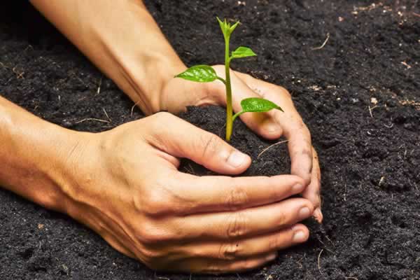 Plant Sourced Organic Fertilizer Market | Global Industry Research Report, 2019