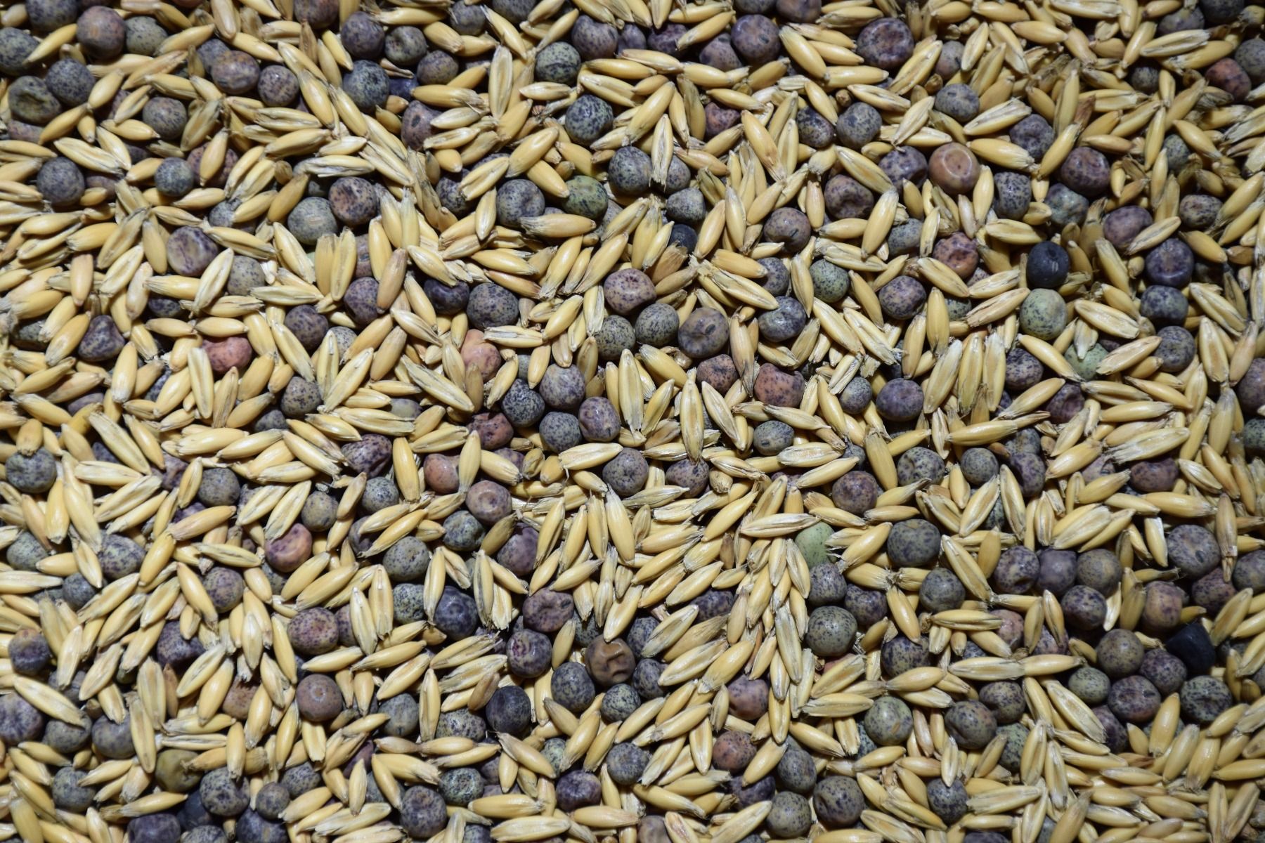 Forage Seed Market Analysis | Forage Seed Market Worth 18.47 Billion By 2025 | CAGR 7.20%