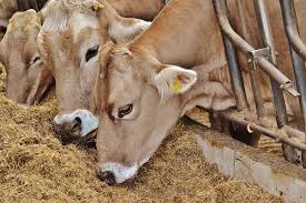Global Animal Feed Market 2019: Trends, Growth, Share, Size, Regional Industry Segmentation and 2025 Forecast