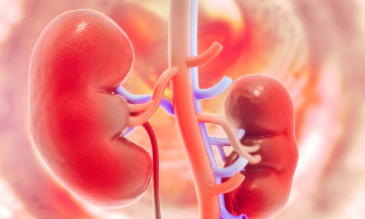 Kidney Transplant Market 2019 Global Share, Trend And Opportunities Forecast To 2023