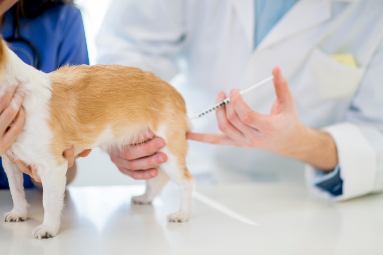 Rabies Vaccine Market & Document Management Software Industry Size, Share, By Company, Regions, Types and Applications & Forecast to 2024