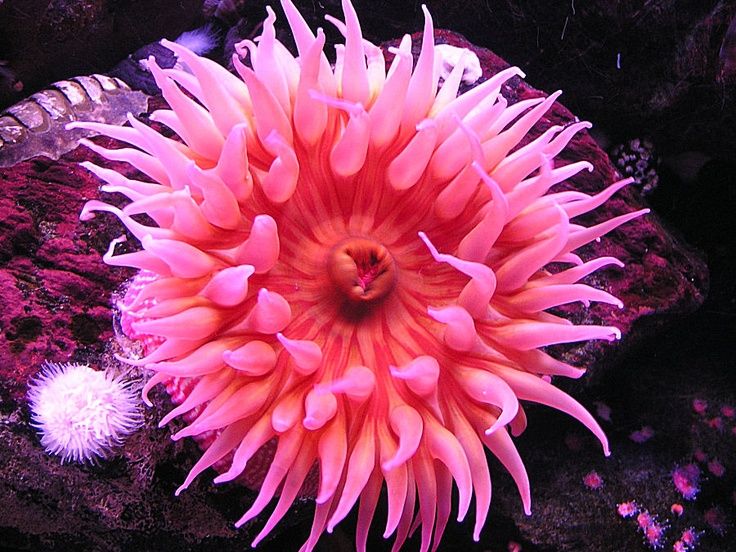Anemone Market - Global Outlook & Forecasts Report 2023 - Planet Market Reports