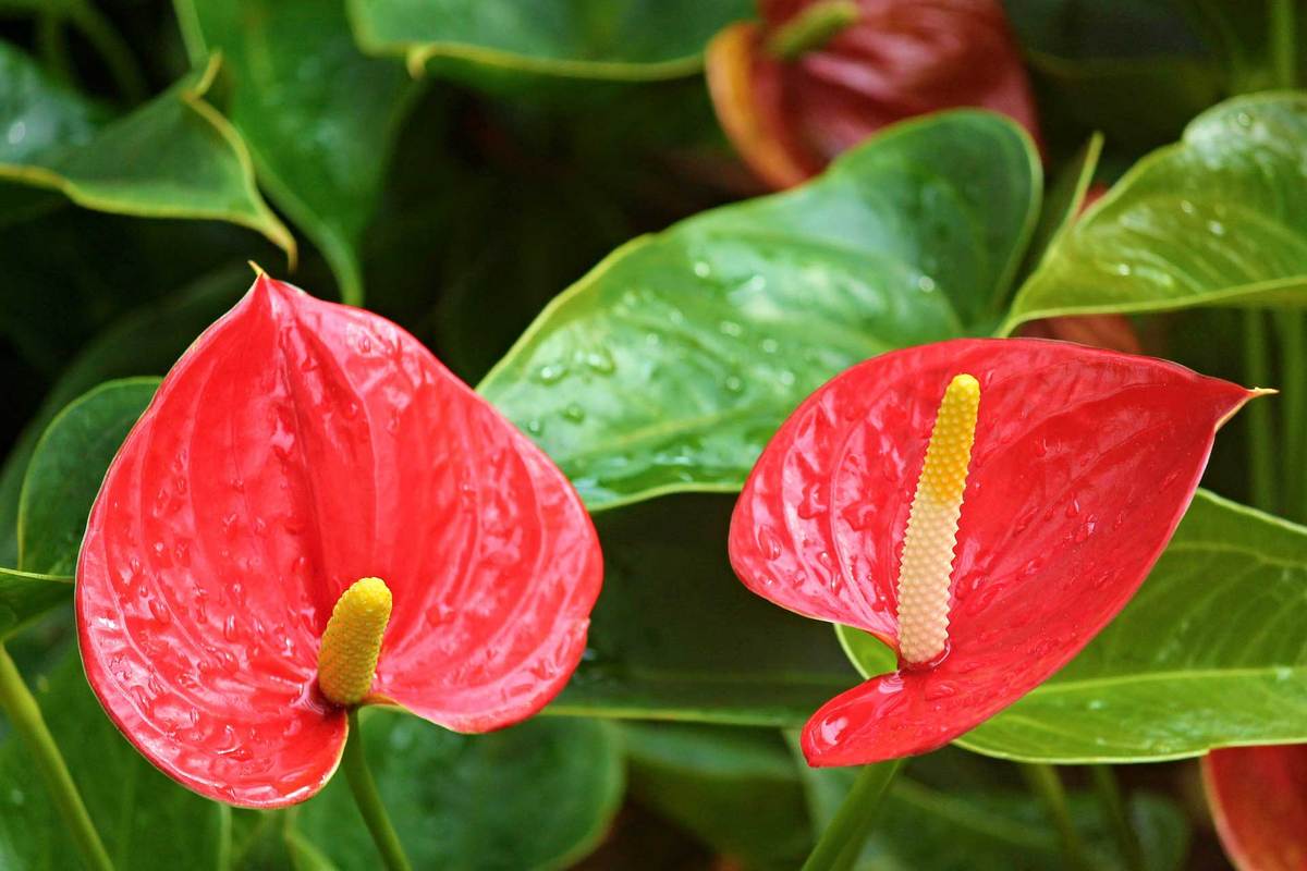 Anthurium Market Share, Growth, Statistics, by Application, Production, Revenue & Forecast to 2023