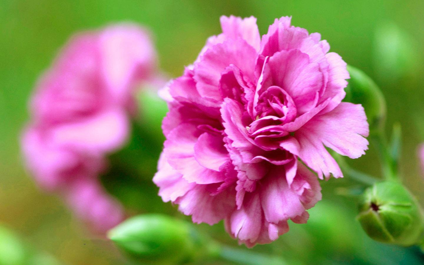 Carnation Market Report by Growth Enablers, Geography, Restraints and Trends
