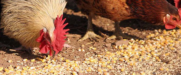 Poultry Feed Market Expected to Expand at a Steady CAGR by 2024