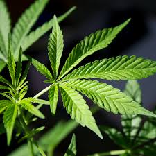 Marijuana Market Size to Rapid Growth and Forecast till 2025 | Cannabis Sativa, CannaGrow Holdings, United Cannabis