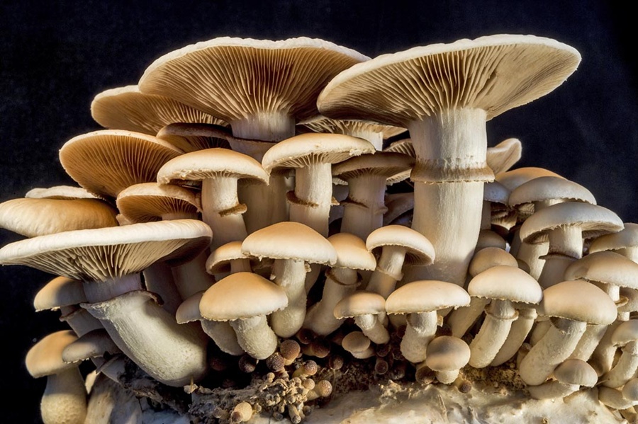 Mushroom Market to Extract Huge Profit Commercially with Key Players - Gourmet Mushrooms, Greenyard Group, Monaghan Mushrooms, Monterey Mushrooms, OKECHAMP SA, The Mushroom Company