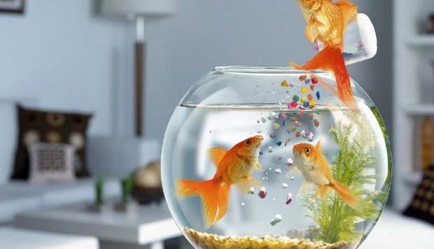 Ornamental Fish Feed Consumption Market Size, Latest Trend, Growth by Size, Application and, Top Key Players Forecast 2027