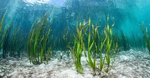Seaweed Market Scope and Price Analysis of Top Manufacturers Profiles 2019-2027 With Key Players Such as Annie Chun's, Inc.,Cargill, Incorporated,Chase Organics,CJ FOODS. INC.