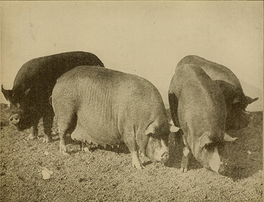 Swine Feed Market Disrupted by Organic Additives