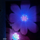Photo's for Families high quality light up pictures of nature for home decoration