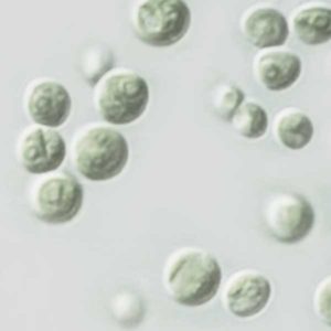 Chlorella 2020 Global Market Expected to Grow at CAGR 2.8% And Forecast To 2025