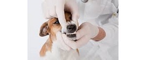 Pet Oral Care Products Market Will Hit Big Revenues In Future | Allaccem, Ceva Sante Animale, Colgate-Palmolive