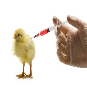 Poultry Vaccines Market Projected to Show Strong Growth | Zoetis, QYH Biotech, Ringpu Biology, Yebio