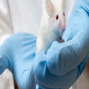 Rats Model Services Market to Witness Huge Growth by 2026 | Taconic Biosciences, Jackson Laboratory, Crown Biosciences
