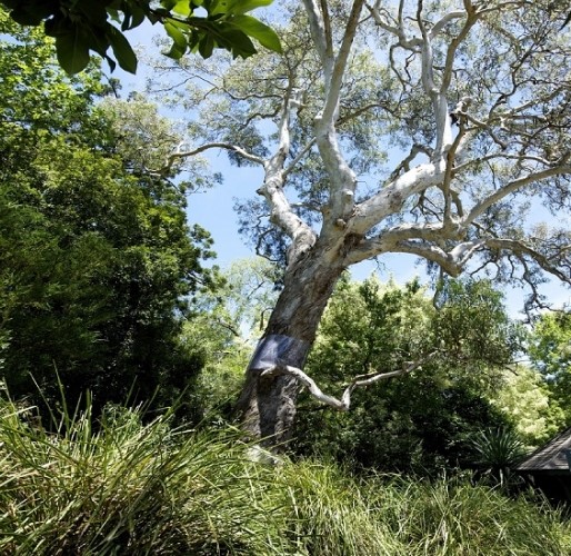 5 Most Historic Trees in Melbourne, Victoria