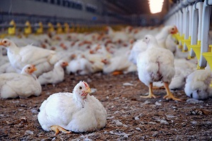 Indian Poultry Market Size 2021-2026: Share, Trends, Growth, Outlook, Key players and Forecast Report