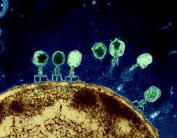 Phage Therapy Market is Going to Boom with Locus Biosciences, Armata Pharmaceuticals, Micreos