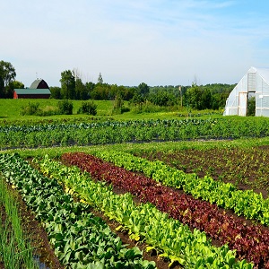 Vegetable Farming Market to Eyewitness Huge Growth by 2027