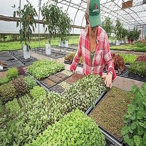 3485 1631695661.microgreens market