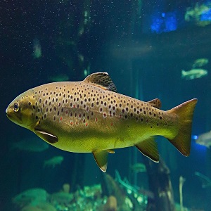 Trout Market Price, Size, Trends 2021, Growth and Share 2026